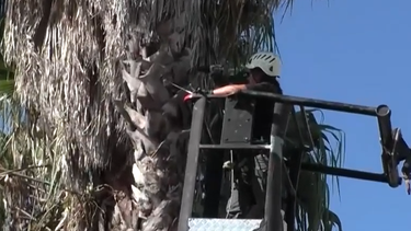 Al menos 100 palmeras fueron retiradas en Pando para frenar la propagación del picudo rojo