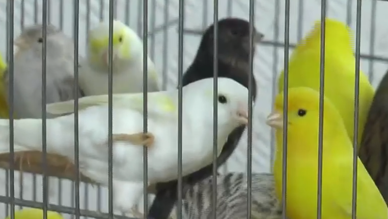 Aves incautadas en Rivera.&nbsp;