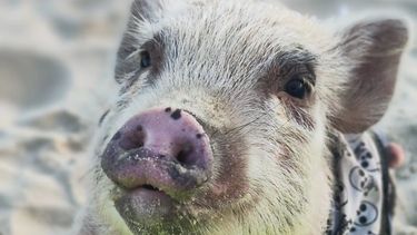 pablo de arrascaeta, el mini pig que esta en rio de janeiro haciendole el aguante a penarol
