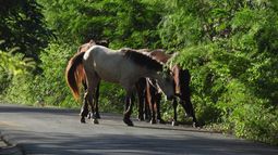 Reclamo por animales sueltos en rutas.&nbsp;