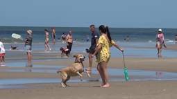La Armada recuerda que está prohibido llevar animales a la playa
