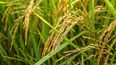vicecanciller confirmo que uruguay se quedo con el 63% de la cuota de arroz de la ue y orsi lo celebro como un gol vicecanciller confirmo que uruguay se quedo con el 63% de la cuota de arroz de la ue y orsi lo celebro como un gol