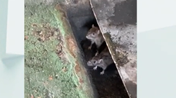 El cuartelillo de Bomberos del puerto de Montevideo fue clausurado por ratas y problemas edilicios