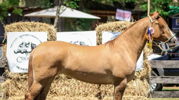 La Sociedad de Criadores de Caballos Criollos del Uruguay decidió suspender las actividades de la raza.