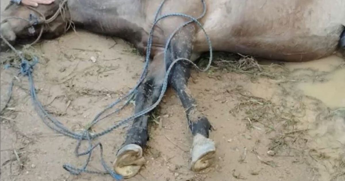 Enjambre de abejas mató a un caballo en La Paloma y vecinos denunciaron que no es un hecho aislado