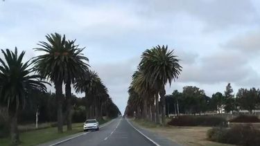 Colonia trata más de 1.100 palmeras afectadas por el picudo rojo para preservar su emblemático acceso