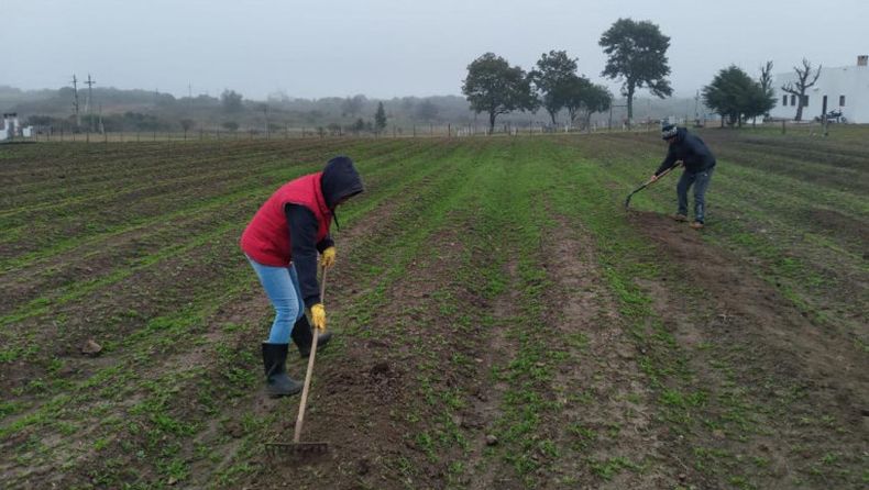 Reclusos de cárcel de Artigas realizan trabajos agrícolas en el predio