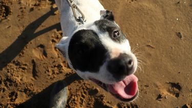 Intendencia y Prefectura de Maldonado realizaron 265 avisos por animales en playas