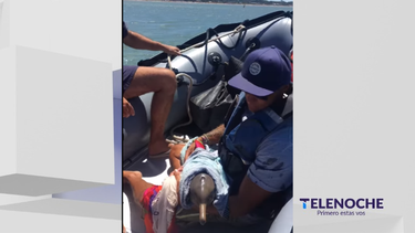 Fauna Marina y Prefectura de La Paloma llevaron al mar a cría de delfín Franciscana.