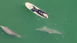 Un día mágico: Maestra y surfista de Rocha vivió un encuentro único con delfines