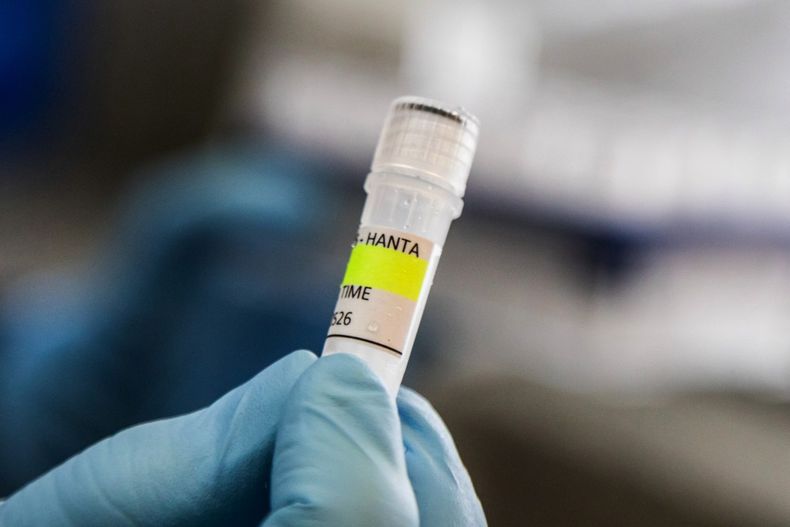La OMS reiteró que el riesgo de hantavirus para la población es mínimo