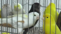 Aves incautadas en Rivera.&nbsp;