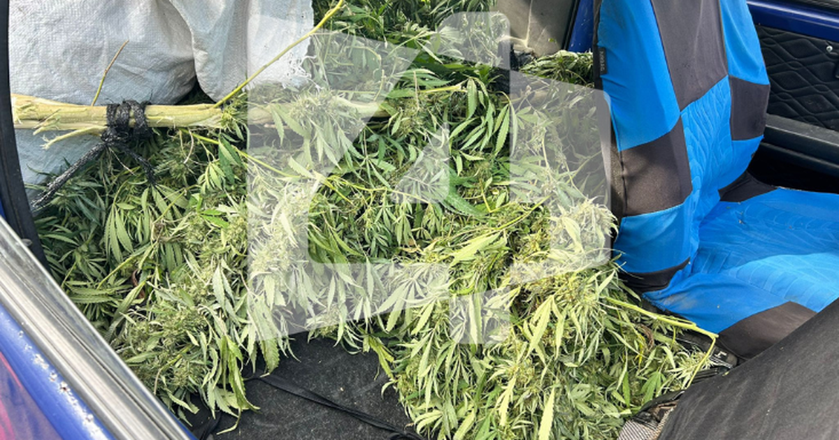 Policía incautó un auto con plantas de marihuana tras operativo en Montevideo; ocupantes fugaron y son buscados