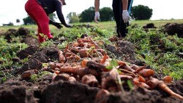 Presos cosecharon 39.000 kilos de zanahoria en diciembre