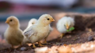 Productores de pollo comparten las medidas del MGAP ante la gripe aviar: Tenemos que hacer las cosas bien