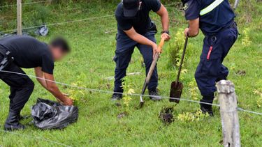 Incautaron casi un centenar de plantas de marihuana en Lavalleja