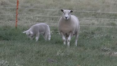 Ataques de jaurías generan pérdidas en cabañas ovinas de Durazno y reavivaron reclamos de productores
