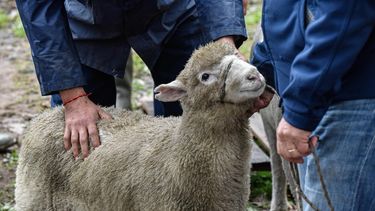 Los animales, los favoritos de los niños en la Expo Prado&nbsp;