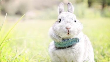 Horóscopo chino ¿qué signo soy?