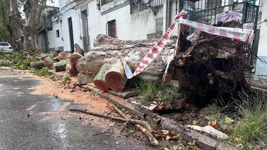 Polémica por el estado de árboles en Montevideo: ¿Qué organismo es el responsable?