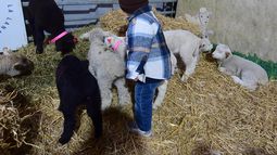 Guardería de corderos en la Rural del Prado: uno de los principales atractivos para los más chicos