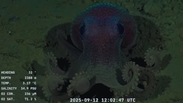 Pulpo Graneledone.