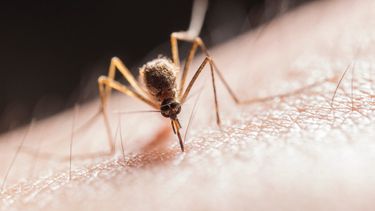 Se reportaron 31 nuevos casos de dengue
