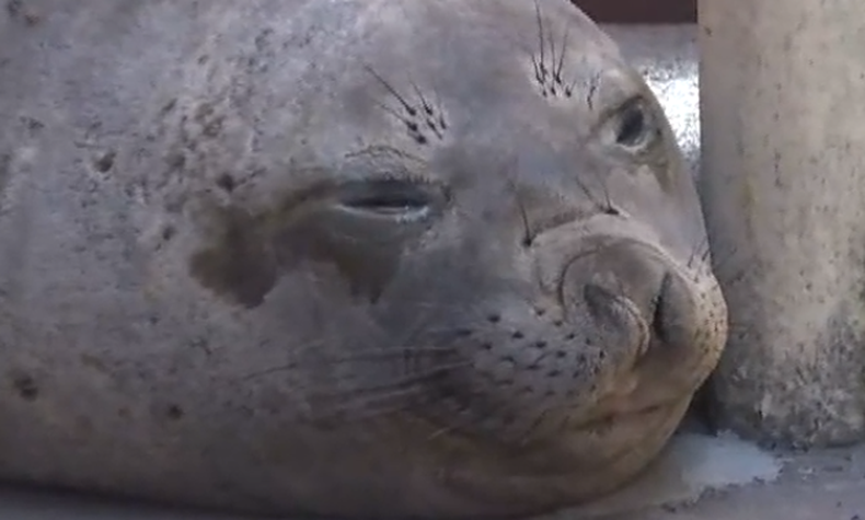 elefante-marino.png