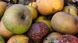 Uruguay desperdicia 10% de alimentos.