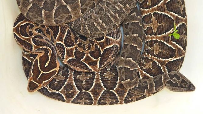 Dos hombres están internados tras haber sido mordidos por serpientes yarará y crucera; uno está en CTI