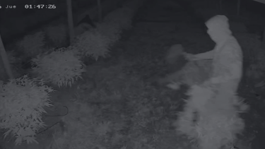 Robaron un club cannábico en Aiguá, destruyeron el 60% del cultivo y le dispararon al casero Robaron un club cannábico en Aiguá, destruyeron el 60% del cultivo y le dispararon al casero