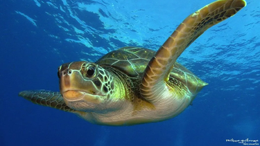 Lista roja de especies en extinción.&nbsp;