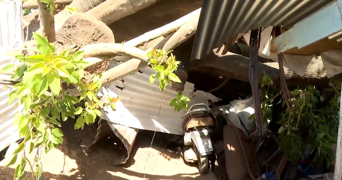 Cayó un árbol sobre dos viviendas en barrio Conciliación y causó importantes daños
