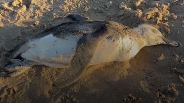 Restos de hidrocarburos aparecieron en más playas de Maldonado y se sumaron animales muertos