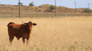 Preocupación por sequía en el Norte del país