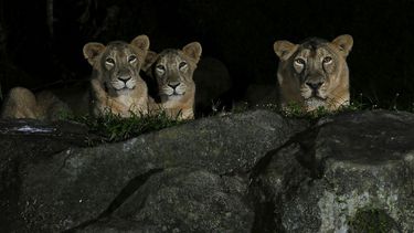 Leones dan positivo en pruebas de detección del coronavirus en Singapur