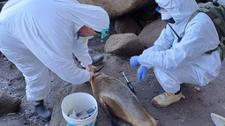 Hisopados por gripe aviar dieron negativo.