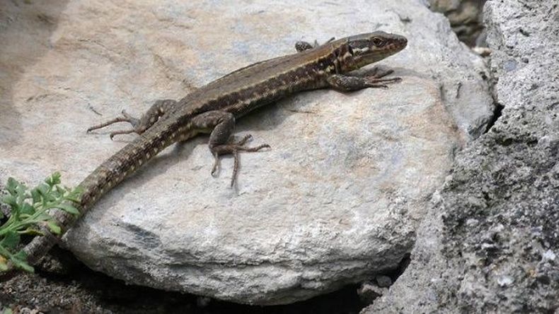 Dos nuevas especies de lagartijas fueron descubiertas en Machu Picchu.