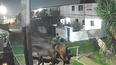 Otra rapiña del delincuente a caballo: robó la moto de un delivery y abandonó en la escena a dos animales