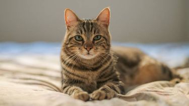 Hombre imputado tras matar a un gato. Hombre imputado tras matar a un gato.