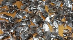 150 escorpiones de contrabando en Sudáfrica.&nbsp;