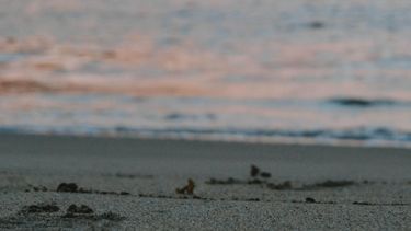 Dinara advierte por mortandades abundantes de especies marinas