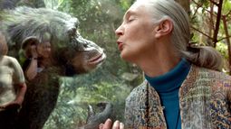 Falleció a los 91 años Jane Goodall, experta en primates y mensajera de la Paz de las Naciones Unidas Falleció a los 91 años Jane Goodall, experta en primates y mensajera de la Paz de las Naciones Unidas