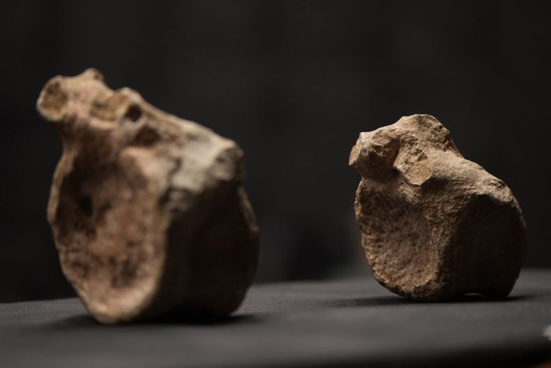 "Paysandú es tierra de dinosaurios": descubrieron una nueva especie que vivió hace 80 millones de años