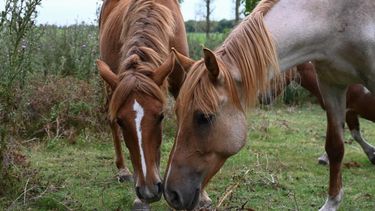 Operativo Centauro: entregaron 24 caballos en adopción a distintas familias