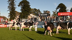 Premios destacados a los mejores ejemplares en la Rural del Prado 2024