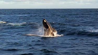 Grupo de ballenas en actividad de cortejo en La Paloma.