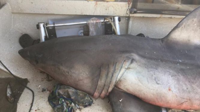 Un tiburón blanco salta al barco de un pescador en Australia