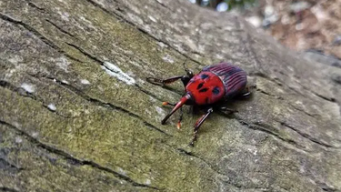 Comité de Especies Exóticas Invasoras asumió acciones conjuntas para enfrentar al picudo rojo