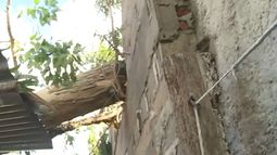 Fue una noche cruel: árbol derribado por el ciclón destruyó dos casas en Flor de Maroñas